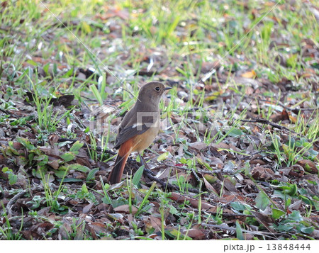 ジョウビタキ 13848444
