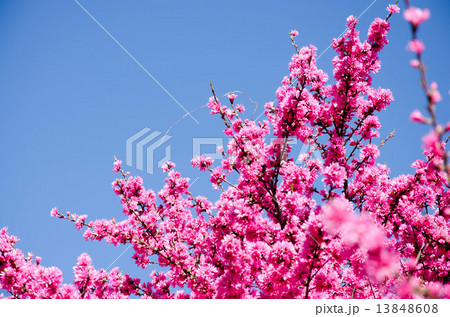 桃 もも モモ 桃の花 桃花 花 ピンク 春 桃色 木 枝 植物 自然 風景 景色 の写真素材