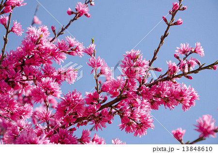 桃 もも モモ 桃の花 桃花 花 ピンク 春 桃色 木 枝 植物 自然 風景 景色 の写真素材