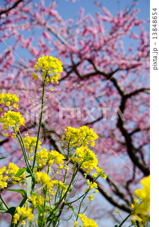 菜の花 なのはな ナノハナ 黄色 黄 桃 もも モモ 桃の花 桃花 花 ピンク 春 桃色 木 の写真素材