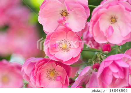 バラ　アンジェラ 13848692