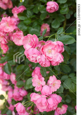 バラ　アンジェラ 13848693