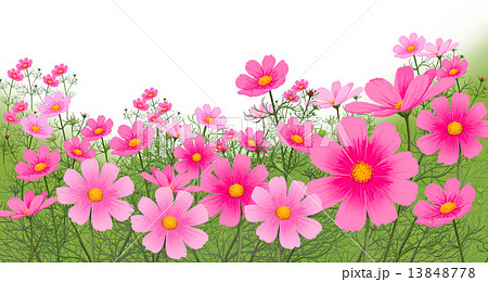 コスモスの花のイラスト素材 13848778 Pixta