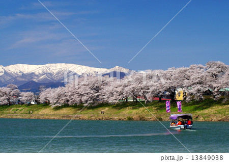 白石川堤一目千本桜(宮城県大河原町) 白石川堤一目千本桜(宮城県大河原町) 13849038