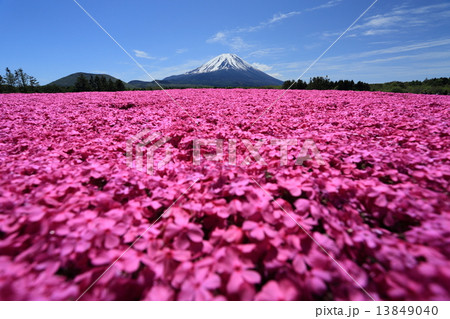 芝桜と富士 芝桜と富士 13849040