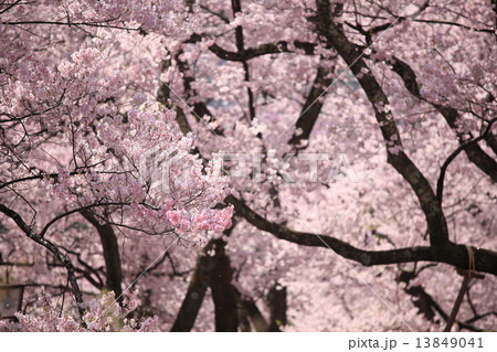 咲き誇る桜 13849041