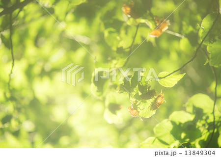 セミの抜け殻 セミの抜け殻 13849304