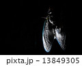 セミの羽化 13849305