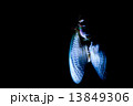 セミの羽化 13849306