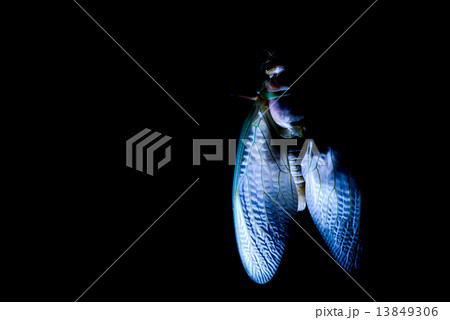 セミの羽化 13849306