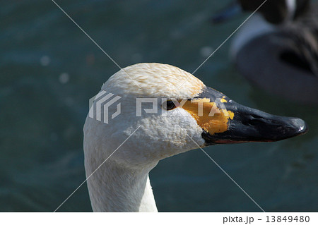 年賀状 酉年 白鳥 カモ 年賀状 酉年 白鳥 カモ 13849480