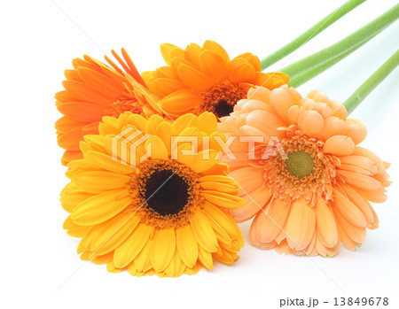 ガーベラ ガーベラ 13849678