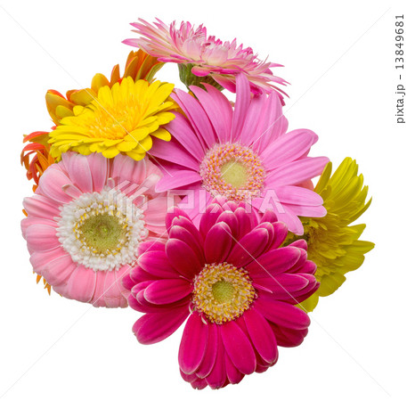 ガーベラ ガーベラ 13849681