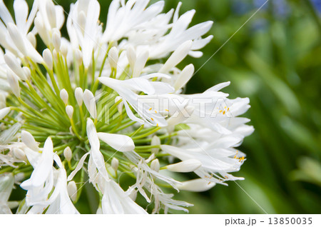 アガパンサス・白 13850035