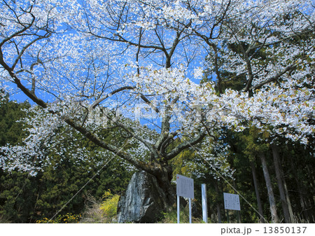 石割桜 石割桜 13850137