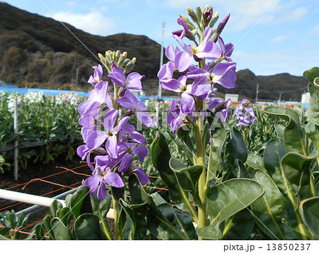 ストック 13850237