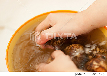 taros taros 13850423