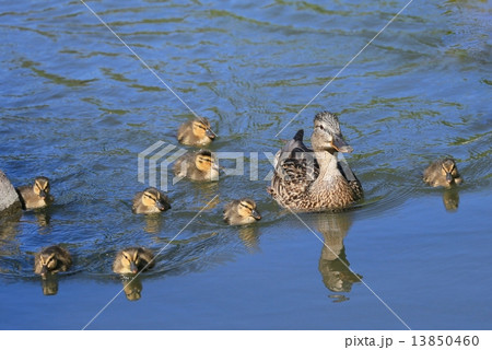 マガモの親子 マガモの親子 13850460