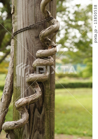 フジヅル 13850538