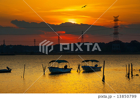 手賀沼の夕日 13850799