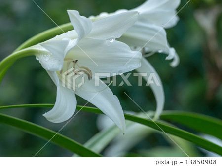 アフリカ浜木綿 13850908