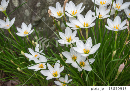 玉簾（たますだれ） 13850913