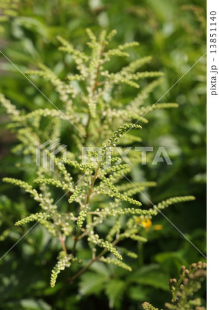 アスチルベの花の蕾 アスチルベの花の蕾 13851140