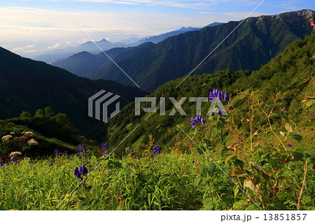 北アルプス・後立山 岩小屋沢岳付近のトリカブトの花 北アルプス・後立山 岩小屋沢岳付近のトリカブトの花 13851857