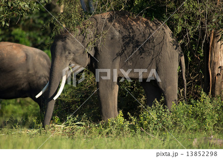 Elephant in Thailand 13852298