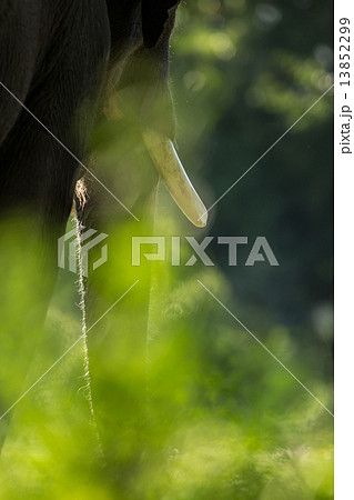 Asian elephant's 13852299