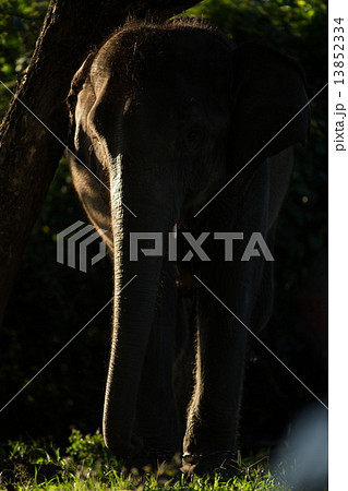 Asian elephant's 13852334