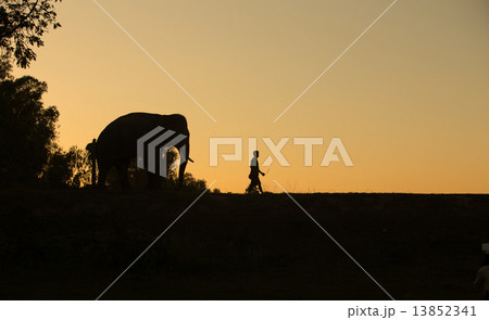 asia elephant in the forest at sunset 13852341