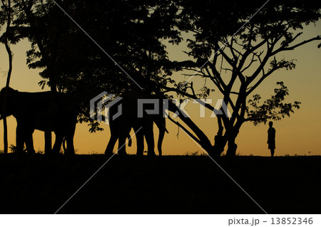 asia elephant in the forest at sunset 13852346