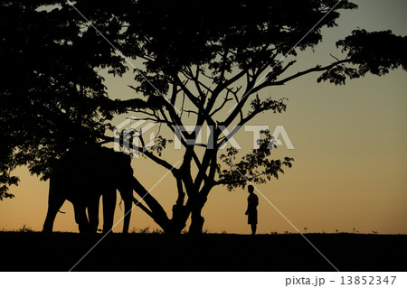 asia elephant in the forest at sunset asia elephant in the forest at sunset 13852347