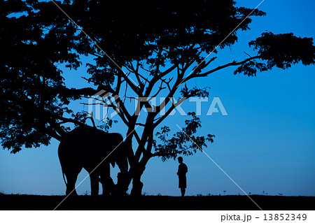 asia elephant in the forest at sunset asia elephant in the forest at sunset 13852349