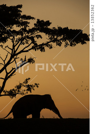 asia elephant in the forest at sunset 13852362