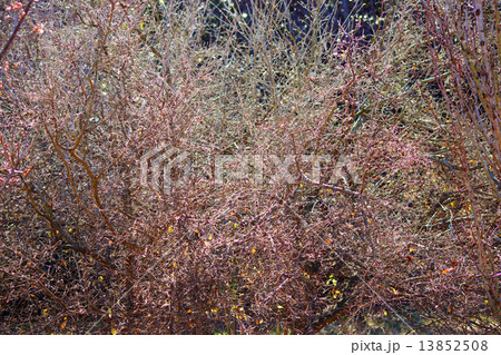 冬の木の枝 13852508