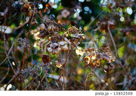 枯れたアジサイ 13852509