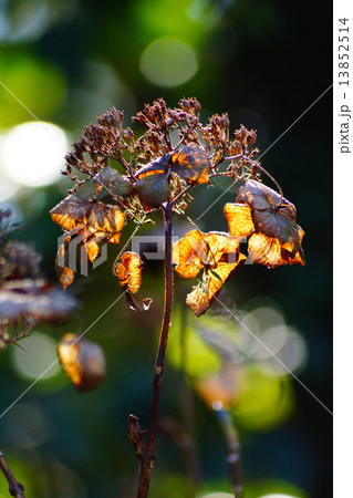 枯れたアジサイ 枯れたアジサイ 13852514