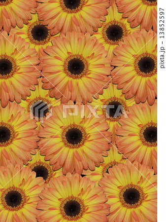 Seamless background from large orange gerber 13852597