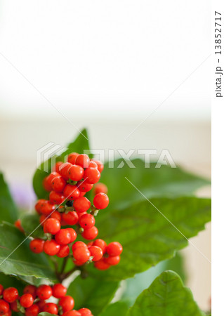 Sarcandra glabra 13852717