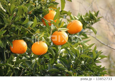 木に生っている夏ミカン 木に生っている夏ミカン 13852733
