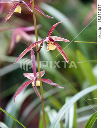 カンラン 13852837