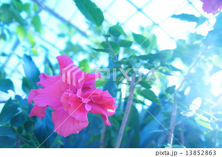 ハイビスカス 13852863