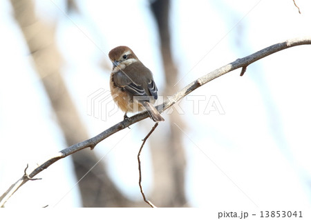 モズ モズ 13853041