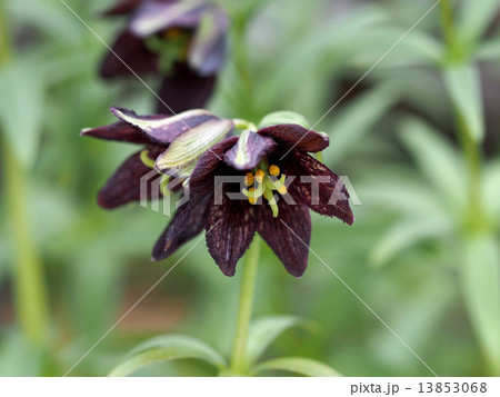 クロユリ クロユリ 13853068