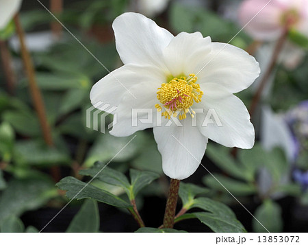 クリスマスローズ クリスマスローズ 13853072