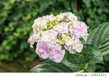ピンクの紫陽花 13853223