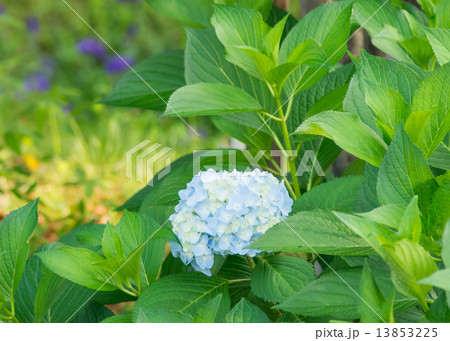 水色の紫陽花 13853225