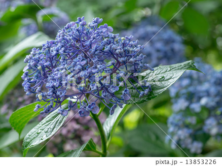 おたふく紫陽花 13853226